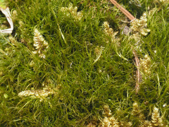 Flexitrichum flexicaule