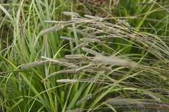 Tribolium brachystachyum