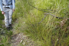 Tribolium brachystachyum