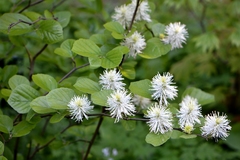 Fothergilla major