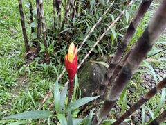 Costus stenophyllus