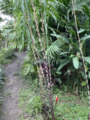 Costus stenophyllus