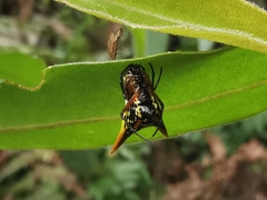 Micrathena bicolor