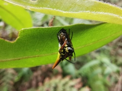 Micrathena bicolor