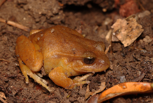 Eupsophus altor Nuñez, Rabanal & Formas, 2012