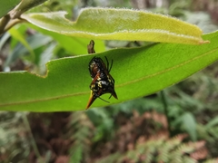 Micrathena bicolor