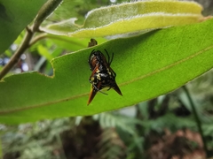 Micrathena bicolor