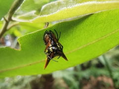 Micrathena bicolor