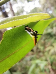 Micrathena bicolor