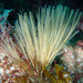 Plume and Feathery Hydroids - Photo (c) Sylvain Le Bris, some rights reserved (CC BY-NC), uploaded by Sylvain Le Bris