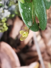 Pleurothallis furcifera