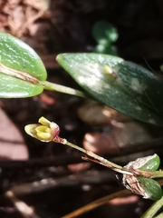 Pleurothallis furcifera