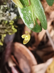 Pleurothallis furcifera