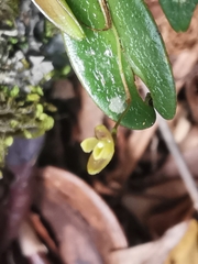 Pleurothallis furcifera