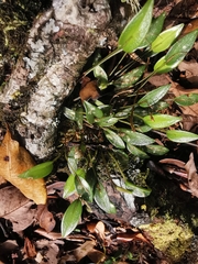 Pleurothallis furcifera