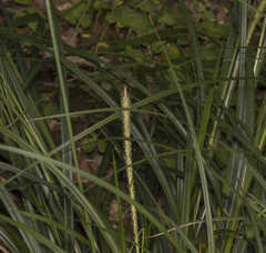Carex phleoides
