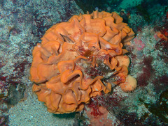 Pentapora foliacea