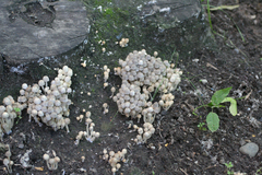 Coprinellus disseminatus