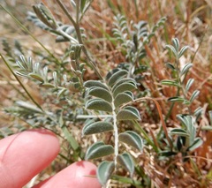 Sophora nuttalliana