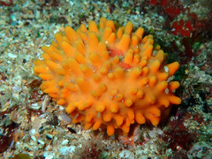 Polymastia boletiformis