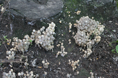 Coprinellus disseminatus