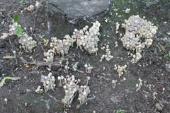 Coprinellus disseminatus