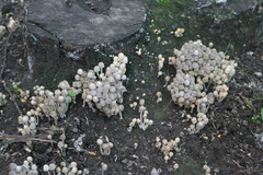 Coprinellus disseminatus