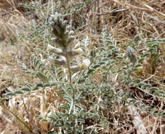 Sophora nuttalliana