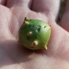 Andricus infectorius