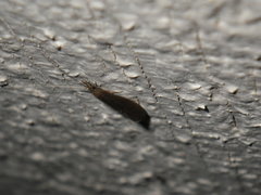 Trichoptera