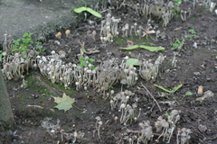 Coprinellus disseminatus