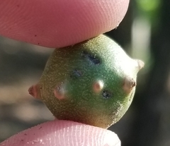 Andricus infectorius