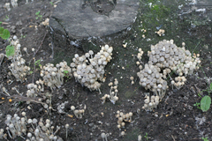 Coprinellus disseminatus