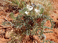 Sophora nuttalliana