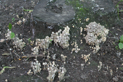 Coprinellus disseminatus