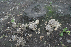 Coprinellus disseminatus