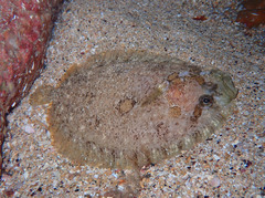 Zeugopterus punctatus