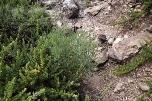 Image of Notobubon capense by (c) Tony Rebelo, some rights reserved (CC BY-SA)