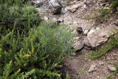 Notobubon capense