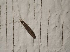 Trichoptera