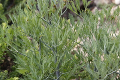 Notobubon capense