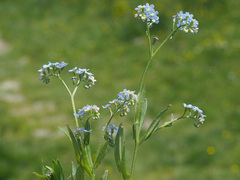 Myosotis nemorosa