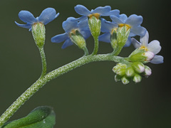 Myosotis nemorosa