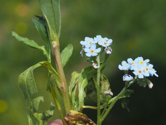 Myosotis nemorosa