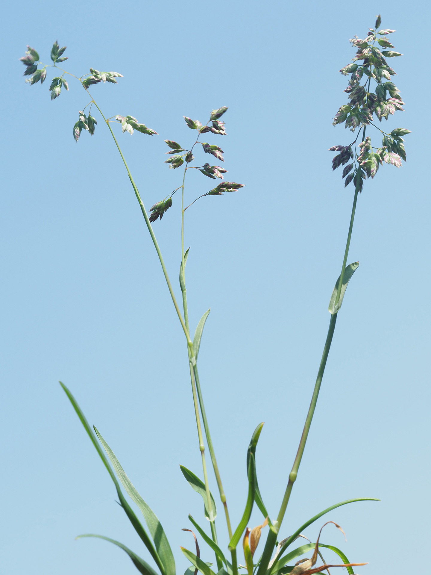 Poa supina Schrad.