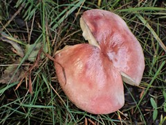Russula