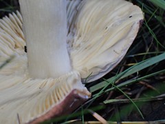 Russula