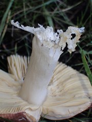 Russula
