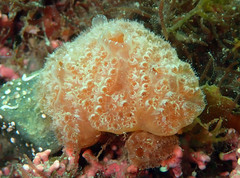 Aplidium elegans
