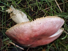 Russula